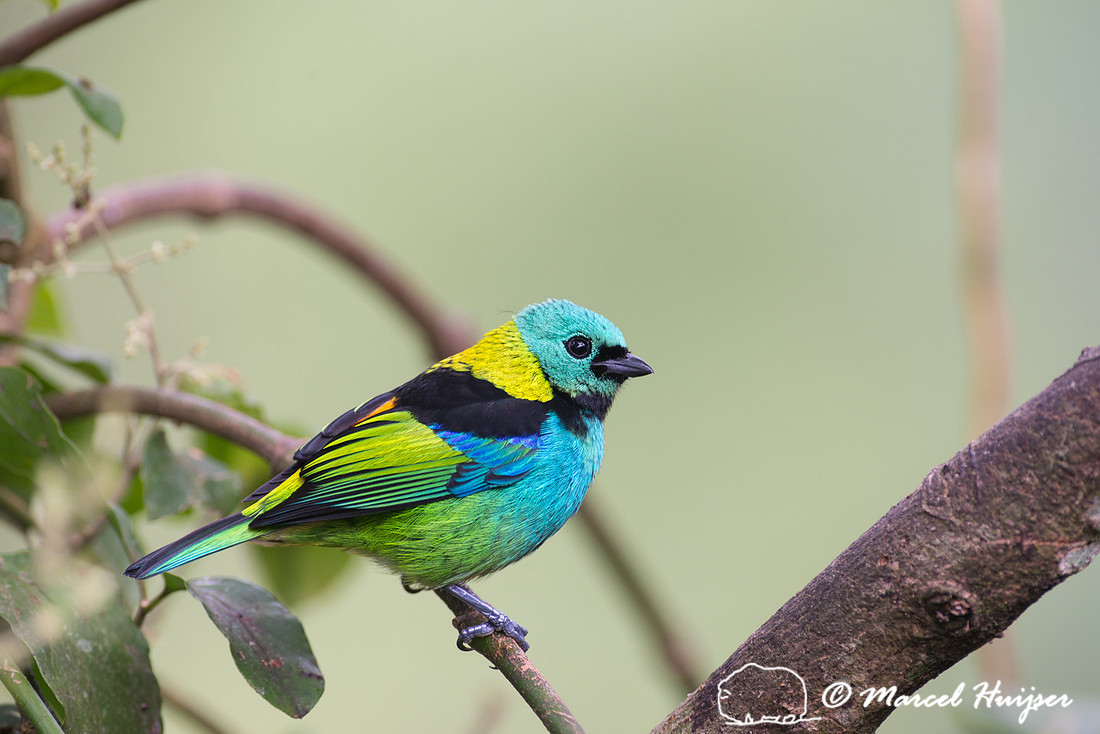 Green-headed tanager (Tangara seledon), São Paulo, Brazil