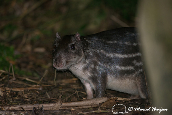 Lowland paca (Cuniculus paca), or spotted paca, São Paulo, Braz