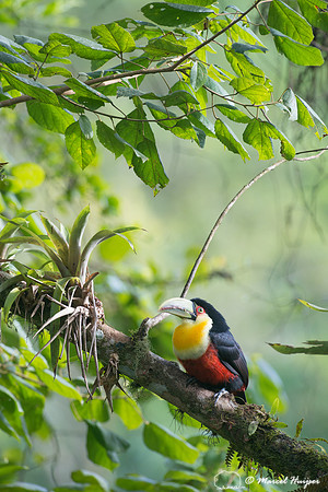 Green-billed toucan (Ramphastos dicolorus) or red-breasted touca