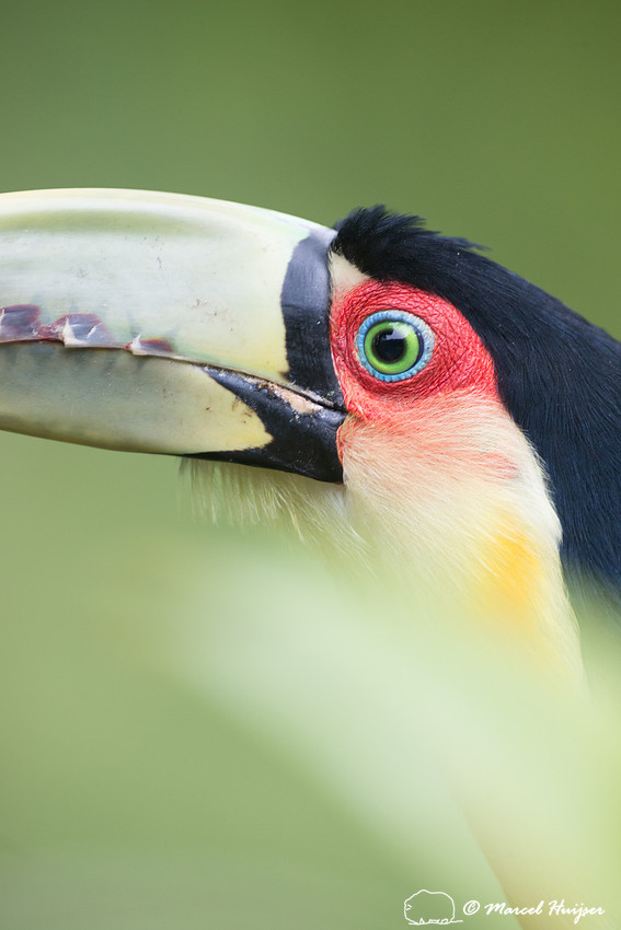 Green-billed toucan (Ramphastos dicolorus) or red-breasted touca