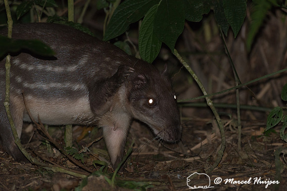 Lowland paca (Cuniculus paca), or spotted paca, São Paulo, Braz