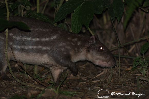 Lowland paca (Cuniculus paca), or spotted paca, São Paulo, Braz