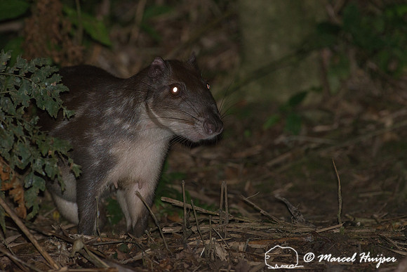 Lowland paca (Cuniculus paca), or spotted paca, São Paulo, Braz