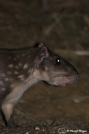 Lowland paca (Cuniculus paca), or spotted paca, São Paulo, Braz