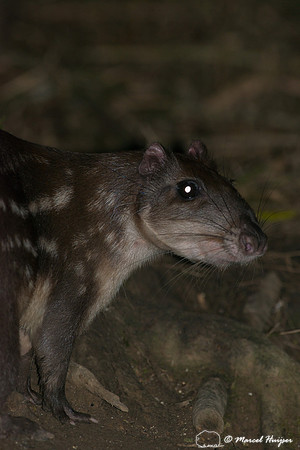 Lowland paca (Cuniculus paca), or spotted paca, São Paulo, Braz
