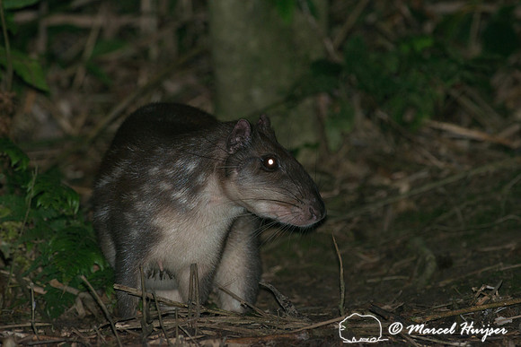 Lowland paca (Cuniculus paca), or spotted paca, São Paulo, Braz