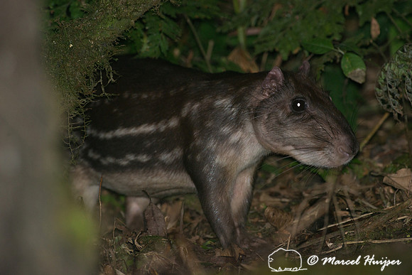 Lowland paca (Cuniculus paca), or spotted paca, São Paulo, Braz