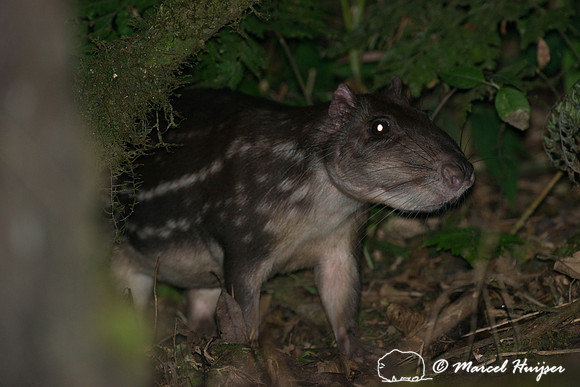 Lowland paca (Cuniculus paca), or spotted paca, São Paulo, Braz