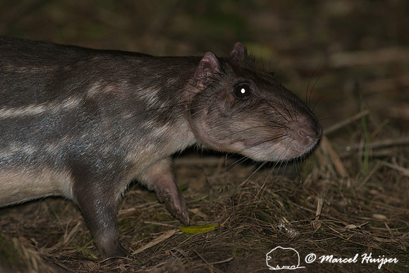 Lowland paca (Cuniculus paca), or spotted paca, São Paulo, Braz