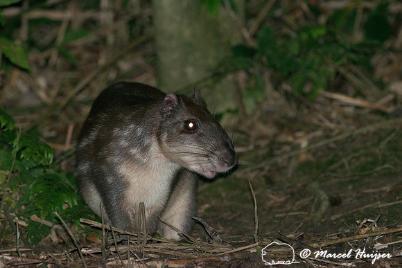 Lowland paca (Cuniculus paca), or spotted paca, São Paulo, Braz