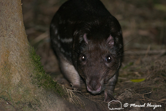 Lowland paca (Cuniculus paca), or spotted paca, São Paulo, Braz