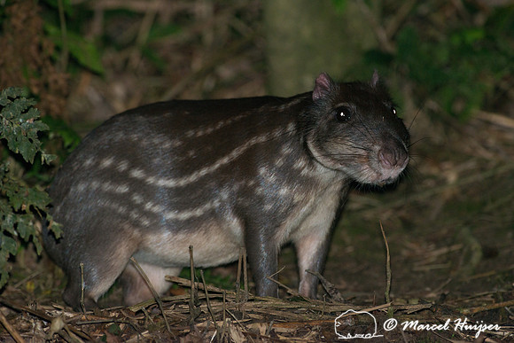 Lowland paca (Cuniculus paca), or spotted paca, São Paulo, Braz