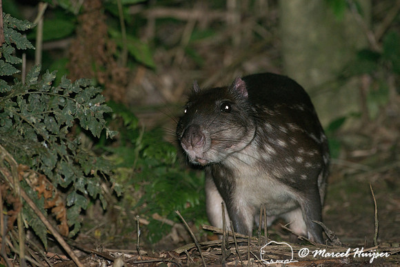 Lowland paca (Cuniculus paca), or spotted paca, São Paulo, Braz