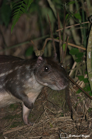 Lowland paca (Cuniculus paca), or spotted paca, São Paulo, Braz