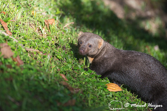 Tayra (Eira barbara), São Paulo, Brazil