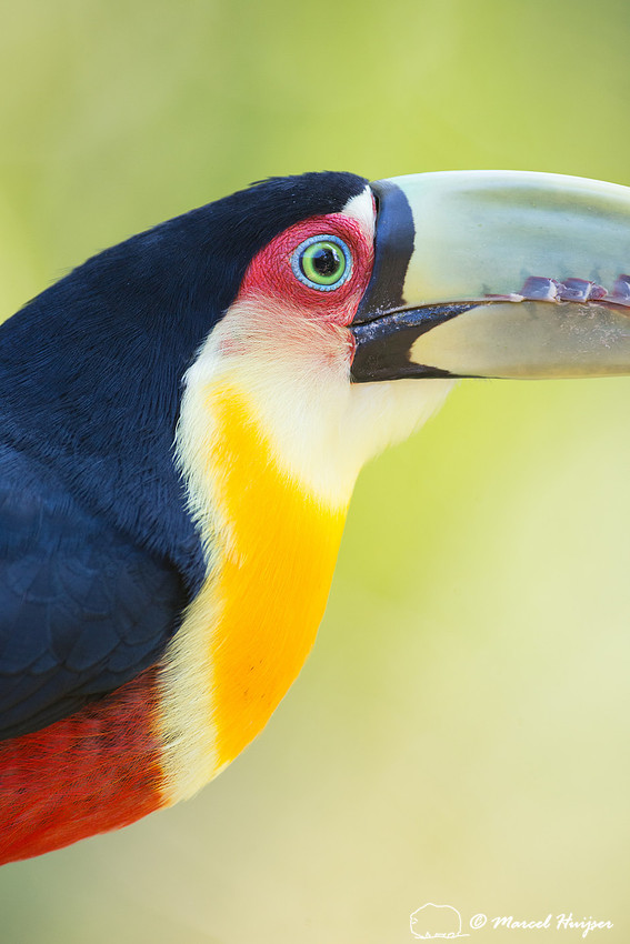Green-billed toucan (Ramphastos dicolorus) or red-breasted touca