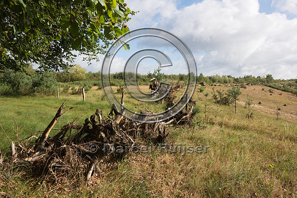 Root wads provide cover for small mammals, reptiles, amphibians