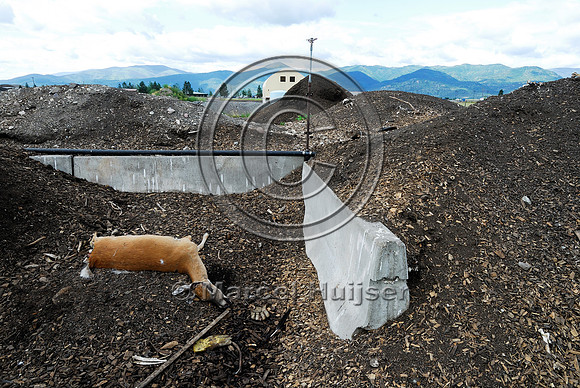 White-tailed deer (Odocoileus virginianus) roadkill at wildlife composting facility, Montana