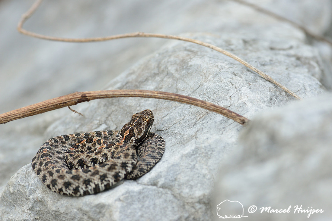 Dusky pigmy rattlesnake (Sistrurus miliarius barbouri), Florida, USA