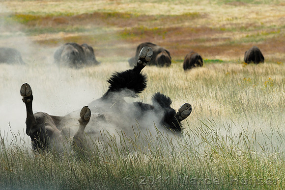 Bison (Bison bison) rolling in dust in a grassland, Montana