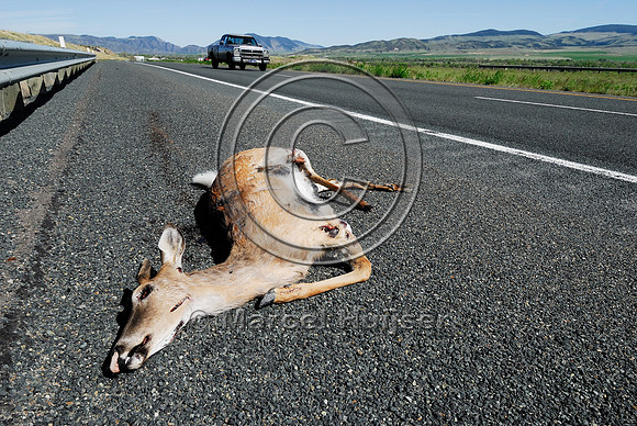 White-tailed deer buck (Odocoileus virginianus) roadkill, MT