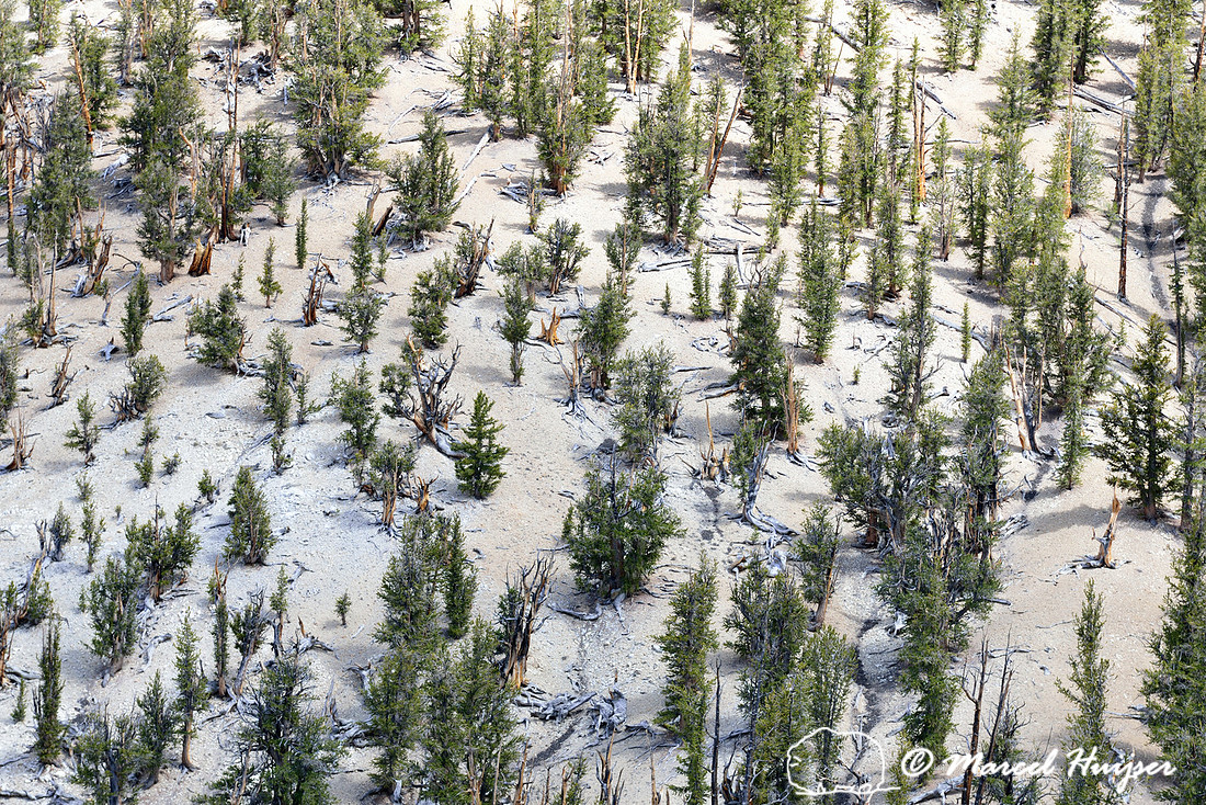 Great Basin bristlecone pine (Pinus longaeva) forest, White Mountains, California, USA
