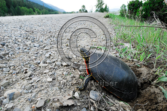 Western painted turtle ( Chrysemys picta bellii) digging a hole and laying eggs along a gravel road, northern Idaho, USA
