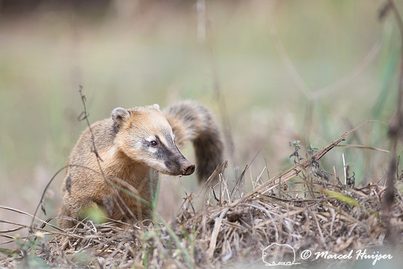 South American coati, or ring-tailed coati (Nasua nasua), Piraci
