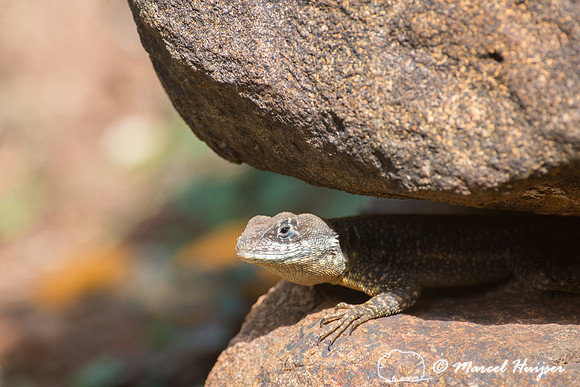 Tropidurus sp., Piracicaba, São Paulo, Brazil