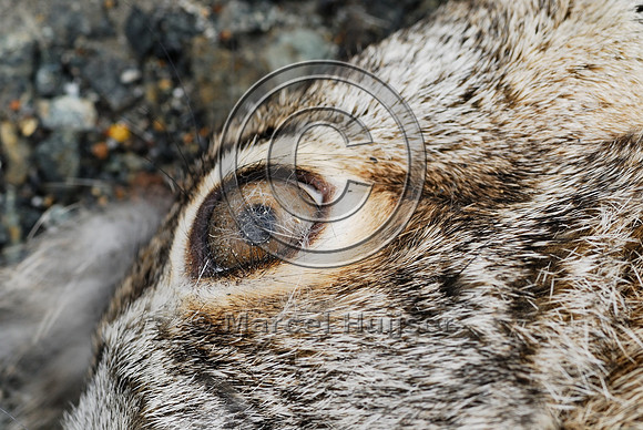 Black-tailed jackrabbit (Lepus californicus) roadkill, near Ft Jones, California, USA