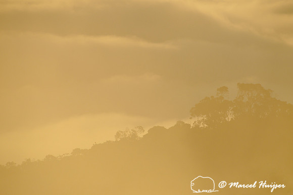 Atlantic forest in clouds, near Parque Nacional da Serra da Bocaina, São Paulo, Brazil