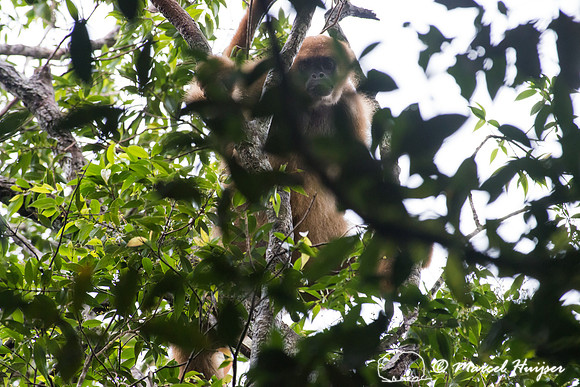 Southern muriqui or southern woolly spider monkey  (Brachyteles