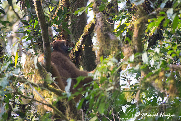 Southern muriqui or southern woolly spider monkey (Brachyteles a