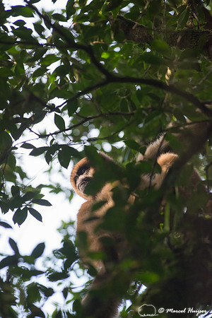 Southern muriqui or southern woolly spider monkey (Brachyteles a