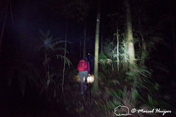 The making of the Southern muriqui or southern woolly spider mon