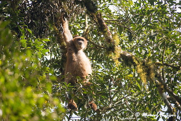 Southern muriqui or southern woolly spider monkey (Brachyteles a