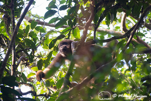 Southern muriqui or southern woolly spider monkey (Brachyteles a