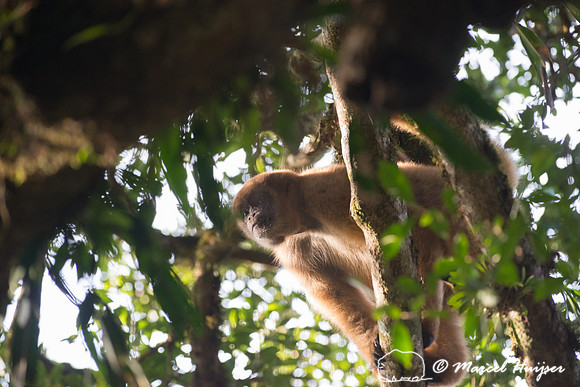 Southern muriqui or southern woolly spider monkey (Brachyteles a