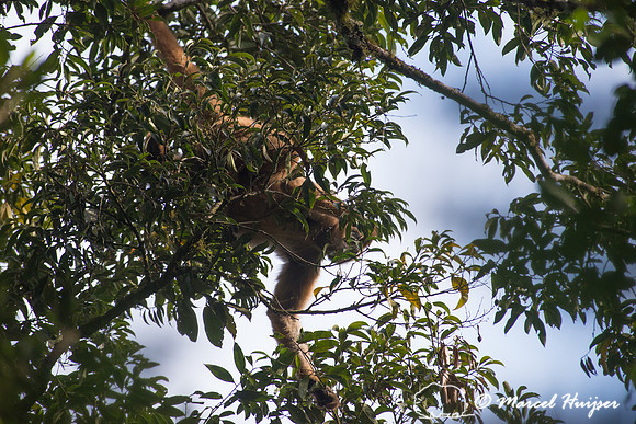 Southern muriqui or southern woolly spider monkey (Brachyteles a