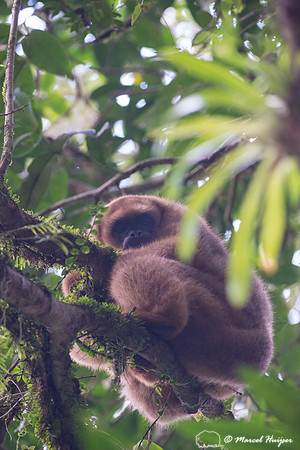 Southern muriqui or southern woolly spider monkey (Brachyteles a