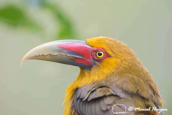Saffron toucanet (Pteroglossus bailloni), São Paulo, Brazil