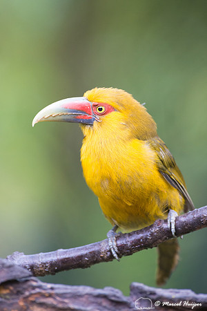 Saffron toucanet (Pteroglossus bailloni), São Paulo, Brazil