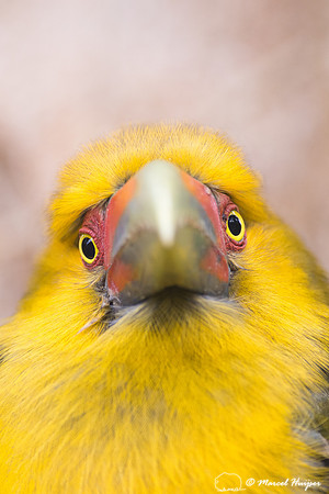 Saffron toucanet (Pteroglossus bailloni), São Paulo, Brazil