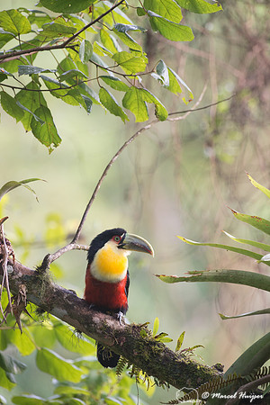 Green-billed toucan (Ramphastos dicolorus) or red-breasted touca