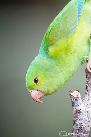 Plain parakeet (Brotogeris tirica), São Paulo, Brazil