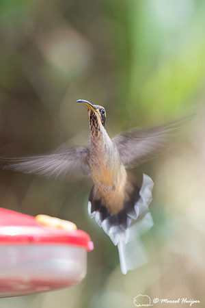 Scale-throated hermit (Phaethornis eurynome), São Paulo, Brazil