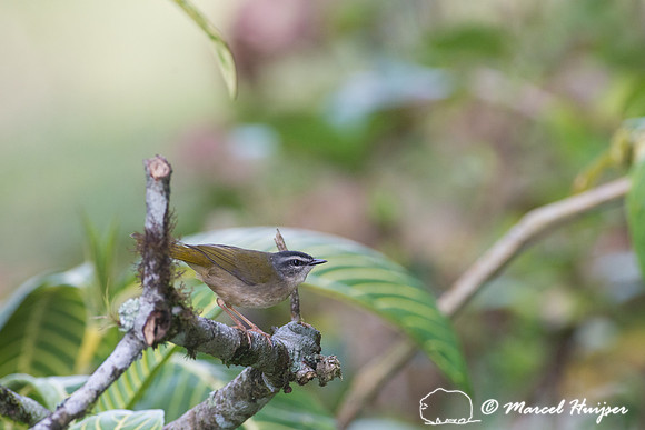 Riverbank warbler (Myiothlypis rivularis), São Paulo, Brazil
