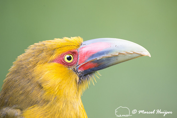 Saffron toucanet (Pteroglossus bailloni), São Paulo, Brazil