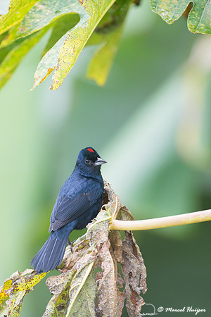 Ruby-crowned tanager (Tachyphonus coronatus), São Paulo, Brazil