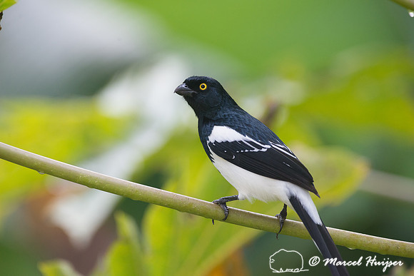Magpie tanager (Cissopis leverianus), São Paulo, Brazil